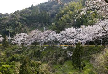 河津桜 五条の千本桜